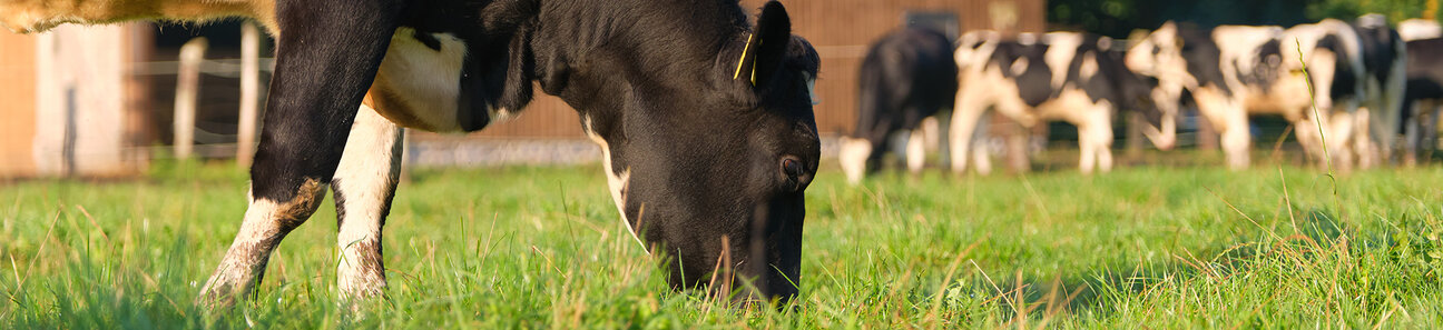 Rind auf einer Weide