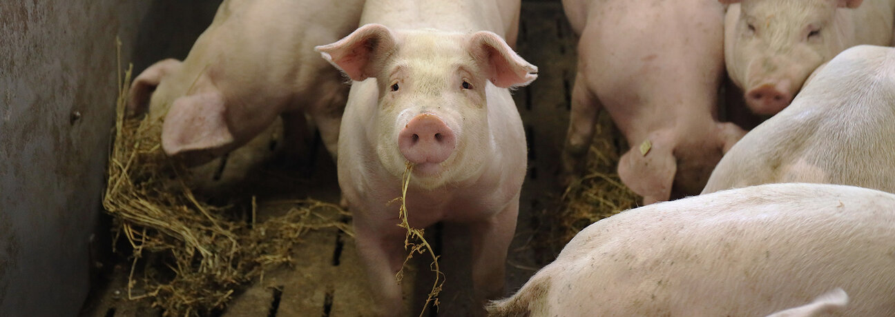 Schweine im Stall